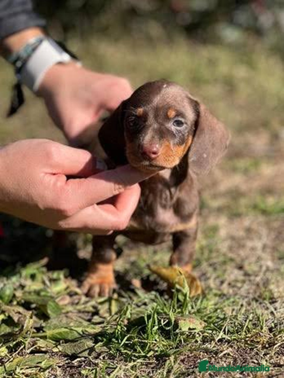 Teckel Miniatura perros en venta: Teckel kanichen chocolate macho - Imagen 1