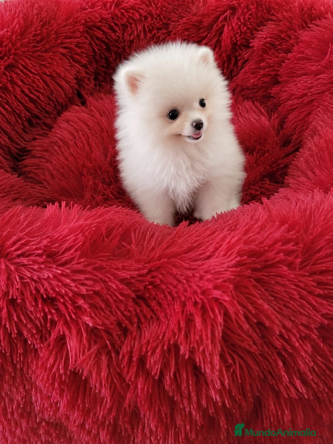 Pomerania perros en venta: Lulú de Pomerania  - Anuncio 1