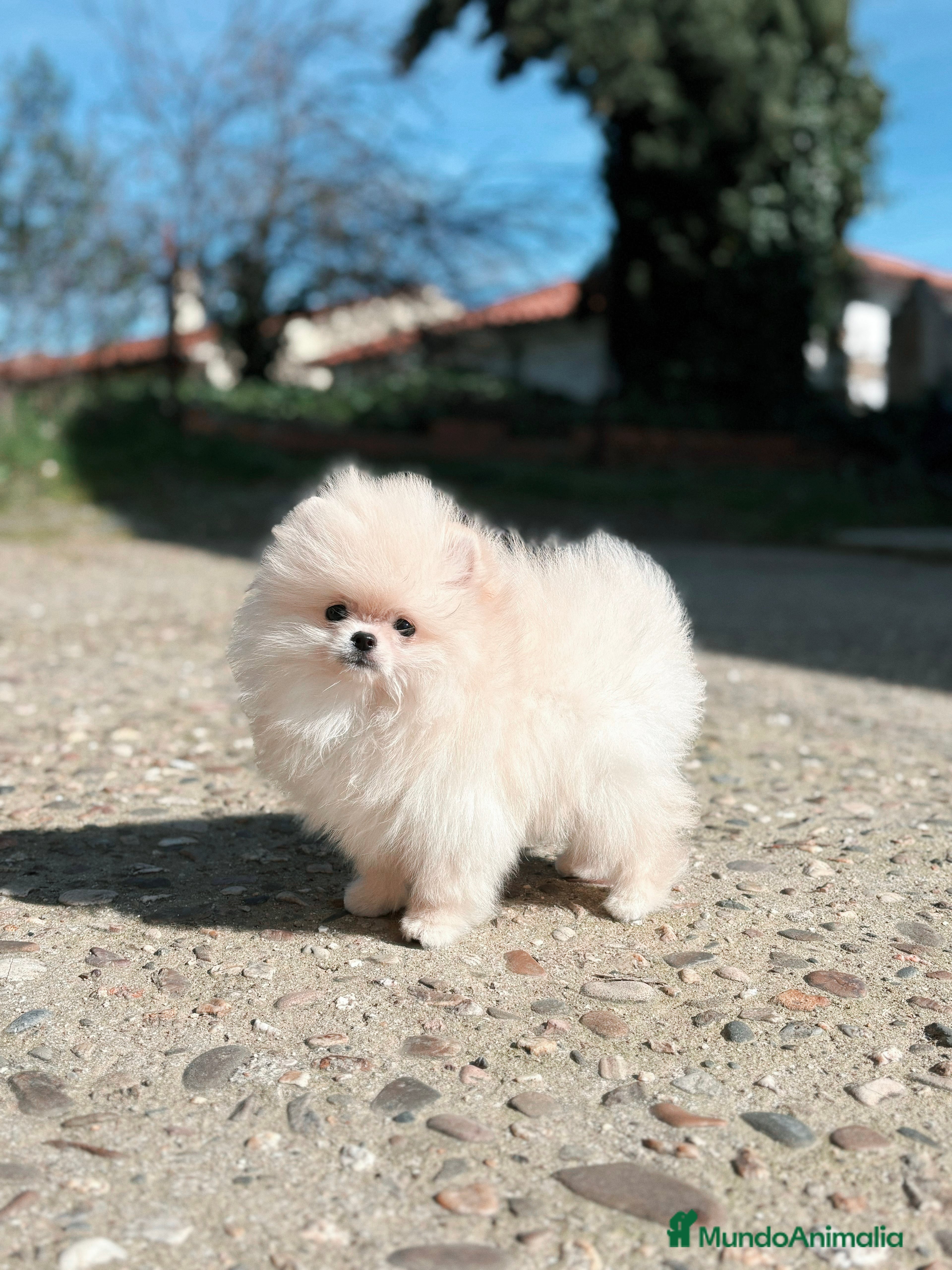 Pomerania perros Machito línea coreana  - Anuncio 1