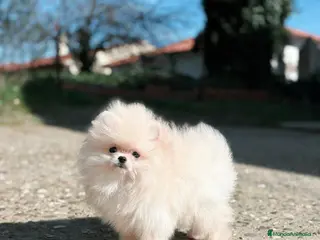 Pomerania perros Machito línea coreana - Anuncio 1