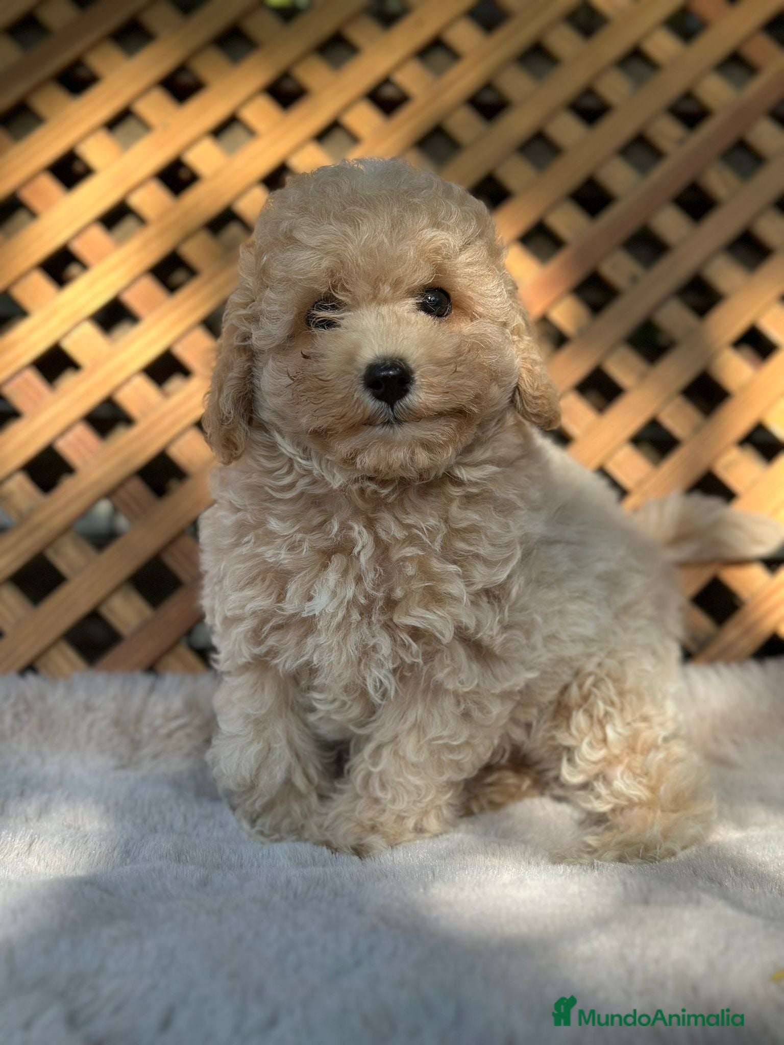 Caniche Toy perros Caniche Apricot Toy  - Anuncio 14