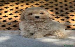 Caniche Toy perros en venta: Caniche Apricot Toy  - Imagen 1