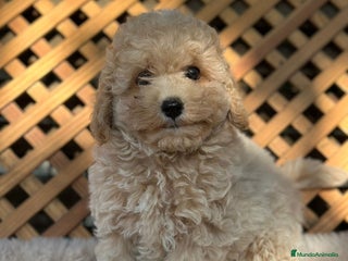 Caniche Toy perros - Anuncio 3