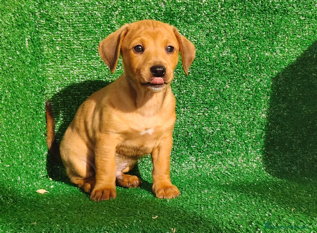 Teckel Miniatura perros en venta: Teckel miniatura  - Anuncio 18