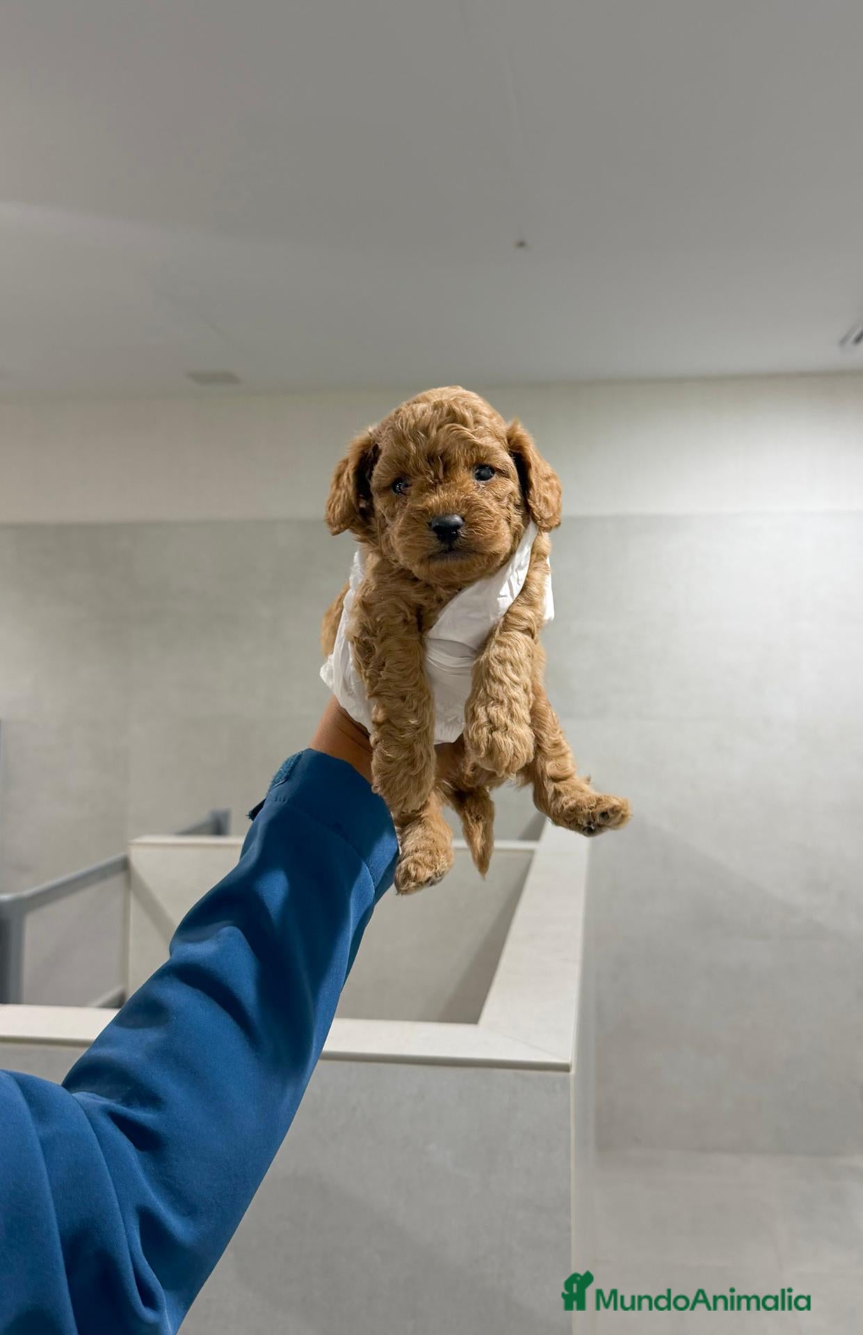 Cavapoo perros CAVAPOO * MACHOS - ✅ ¡Haz tu RESERVA! - Anuncio 1