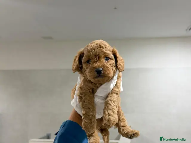 Cavapoo perros en venta: CAVAPOO * MACHOS - ✅ ¡Haz tu RESERVA! - Anuncio 1