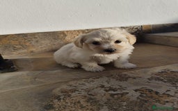 Maltipoo perros en venta: Maltipoo macho  - Imagen 5