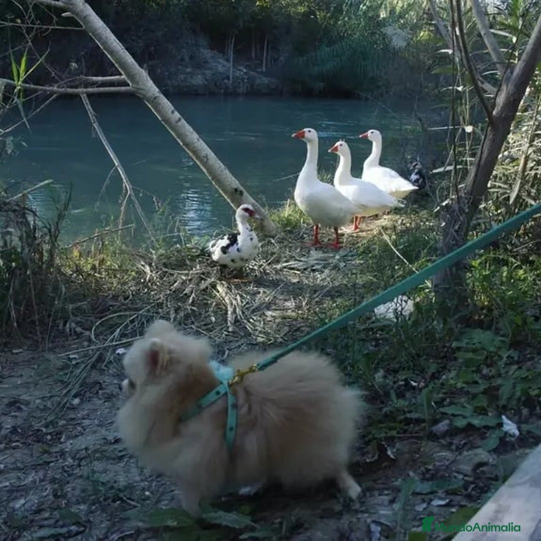 Pomerania perros en venta: Preciosos pomeranias americanos boo  - Imagen 5