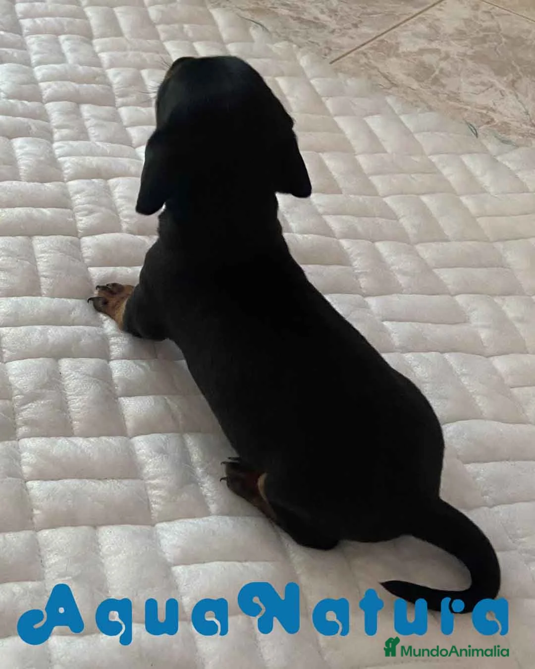 Teckel perros en venta: Teckel Macho de Tria y Tilo - AQUANATURA en Barcelona - Anuncio 8