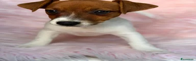 Jack Russell Terrier 1