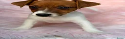 Jack Russell Terrier perros en venta: Hembra Jack russell - Anuncio 2