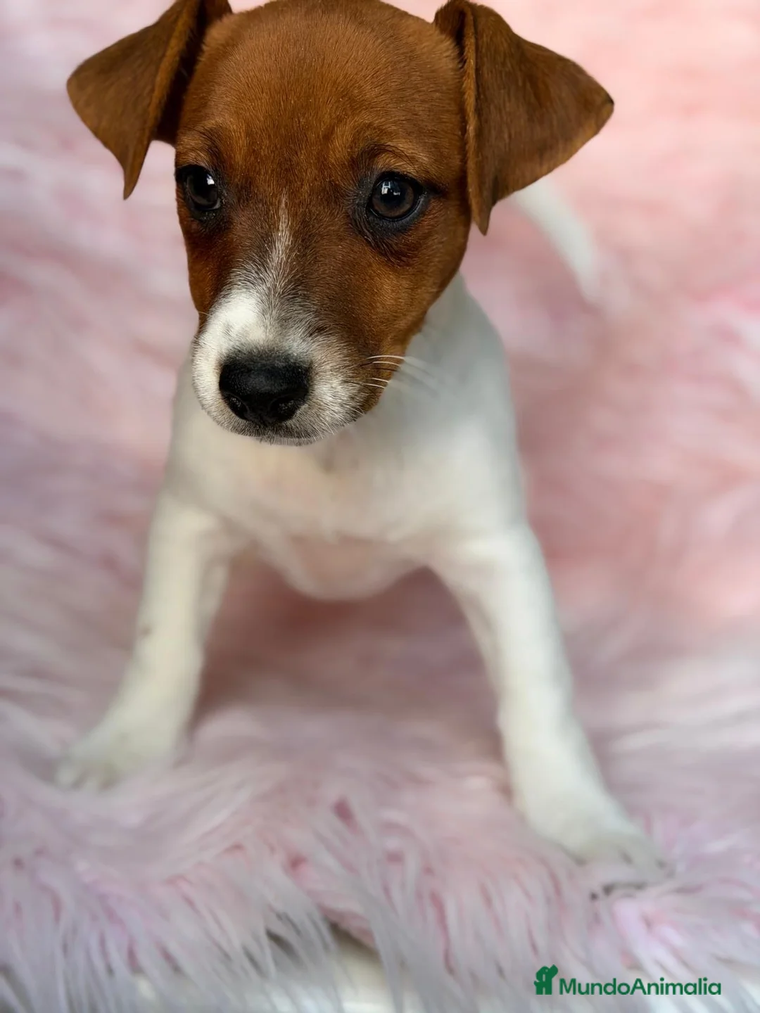 Jack Russell Terrier perros en venta: Hembra Jack russell - Anuncio 2