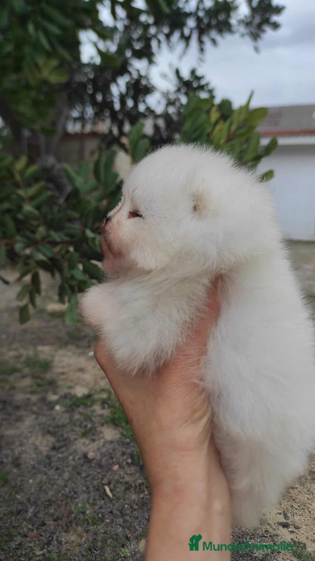 Pomerania perros en venta: Pomerania super chato - Anuncio 3