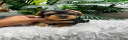 Yorkshire Terrier perros en venta: YORKSHIRE TERRIER HEMBRAS - Anuncio 22