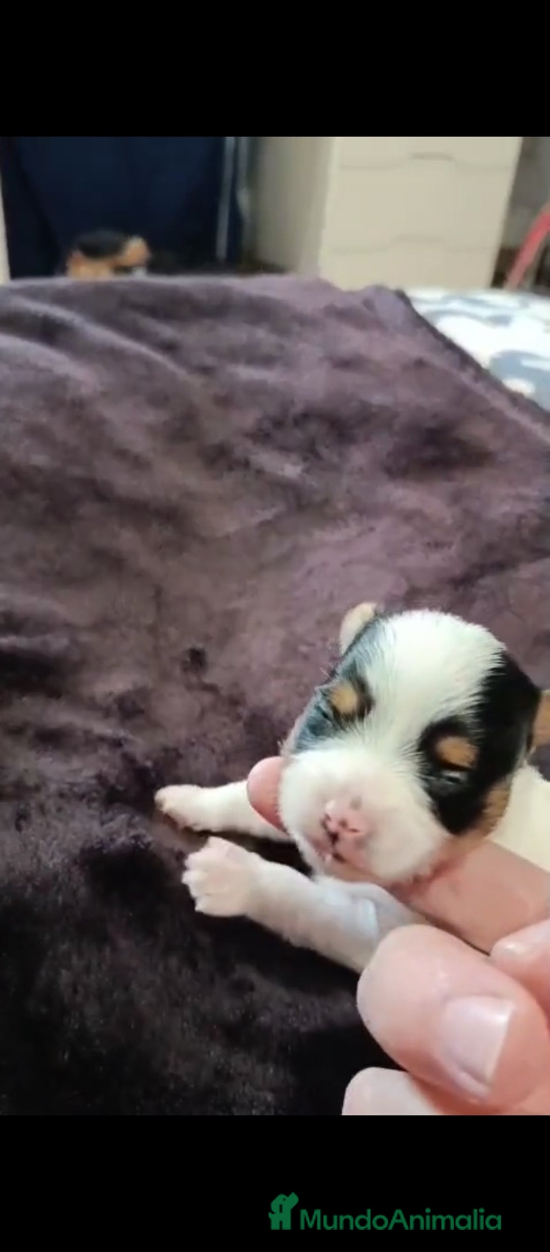 Biewer Yorkshire Terrier a la Pom Pon perros en venta: Yorkshire biewer toy  - Anuncio 3