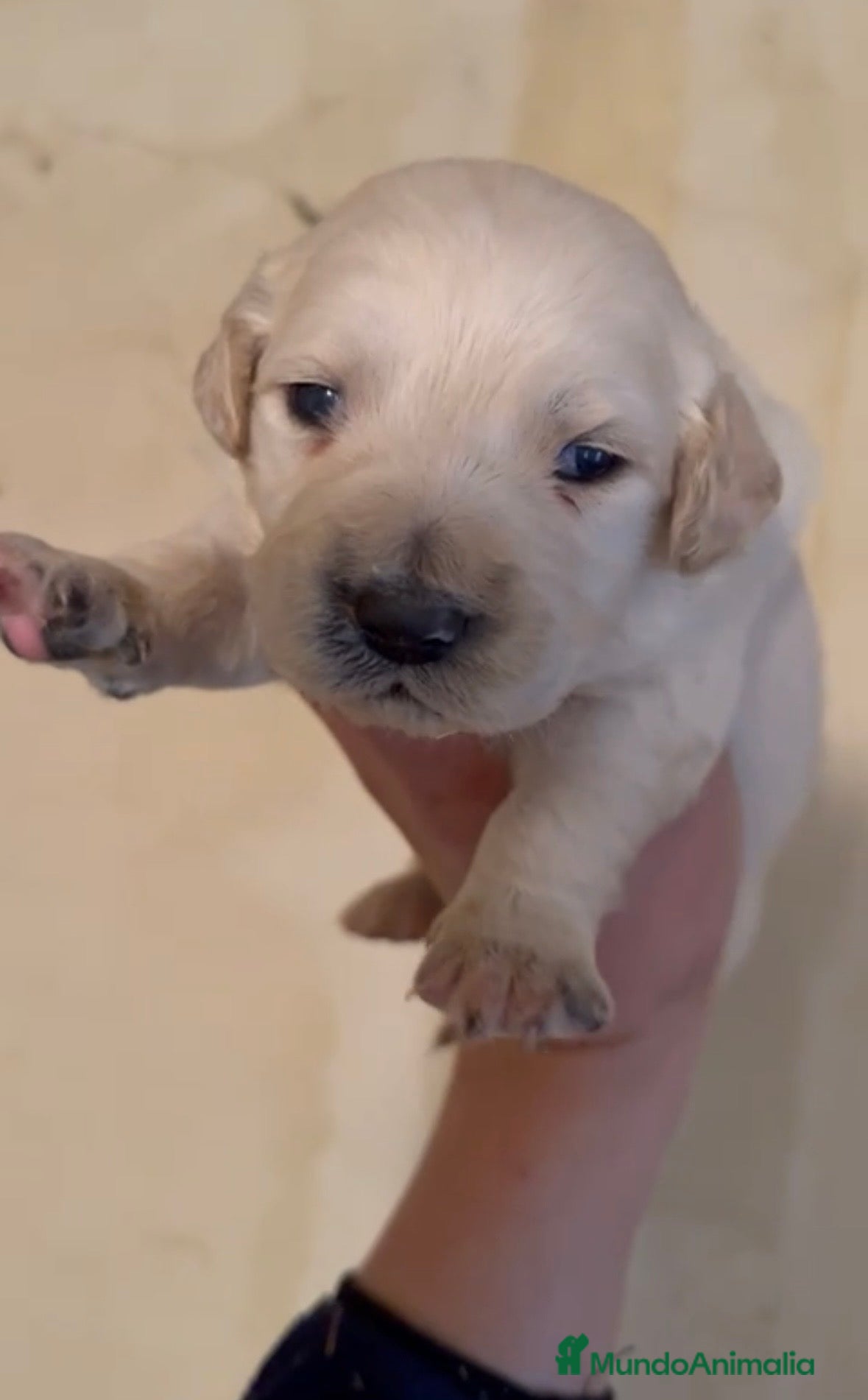 Golden Retriever perros Golden retriever macho - Anuncio 2