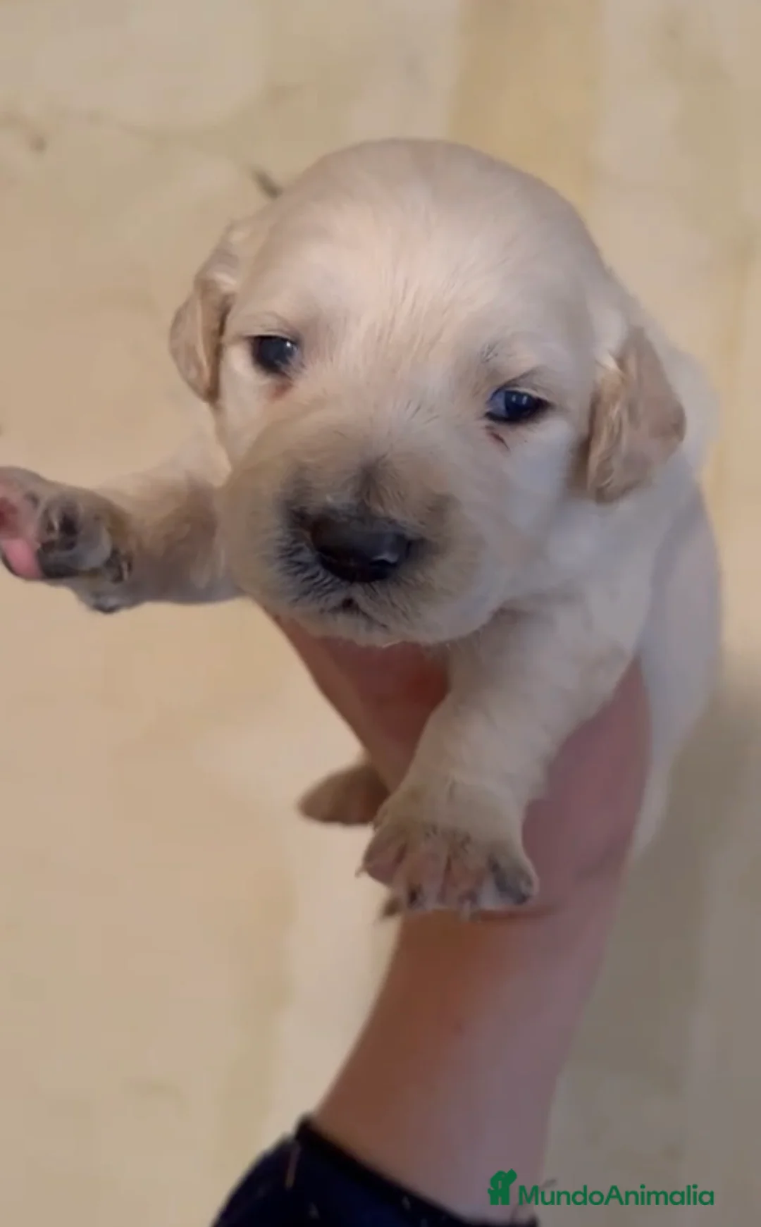 Golden Retriever perros en venta: Golden retriever macho - Anuncio 1