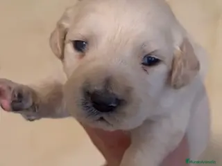 Golden Retriever perros Golden retriever macho - Anuncio 2