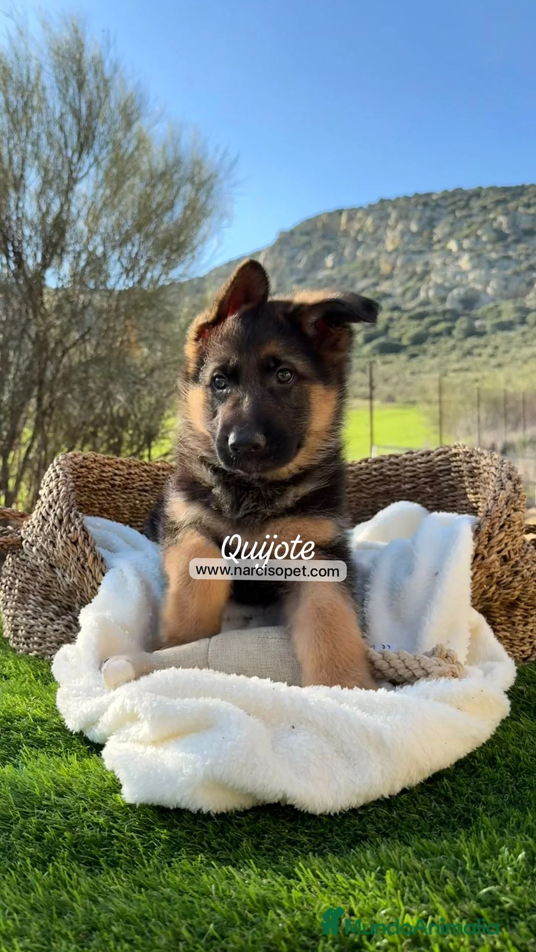 Pastor Alemán perros en venta: CRIADERO DE PASTOR ALEMAN - Anuncio 6