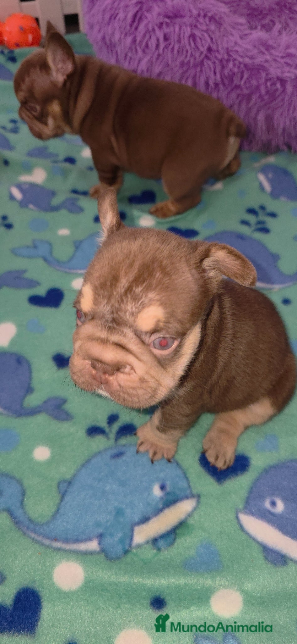 Bulldog Francés perros en venta: Frenchis exoticos  - Anuncio 6