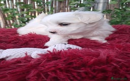 Bichón Maltés perros en venta: Bebés bichon maltés  - Imagen 1
