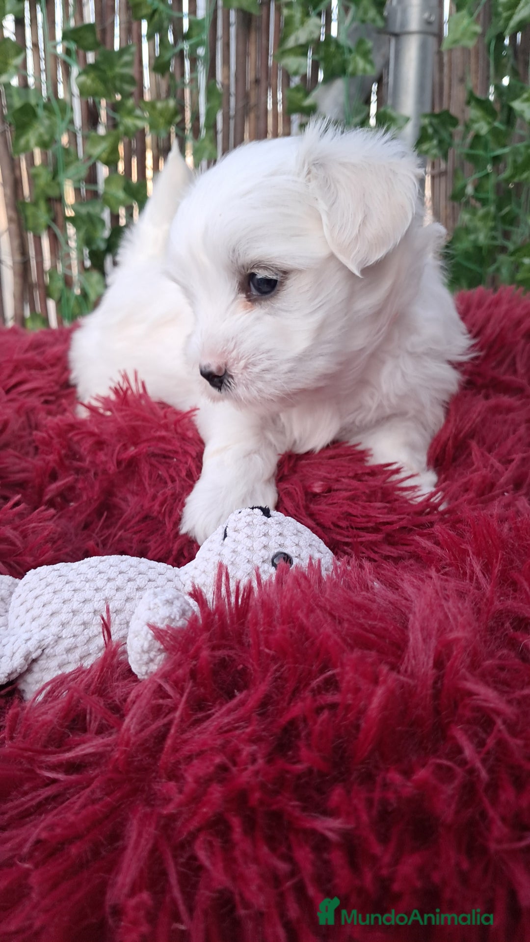 Bichón Maltés perros en venta: Bebés bichon maltés  - Imagen 1