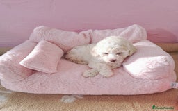 Maltipoo perros en venta: Excelentes Cachorros de Maltipoo,tamaño Enano. - Imagen 1