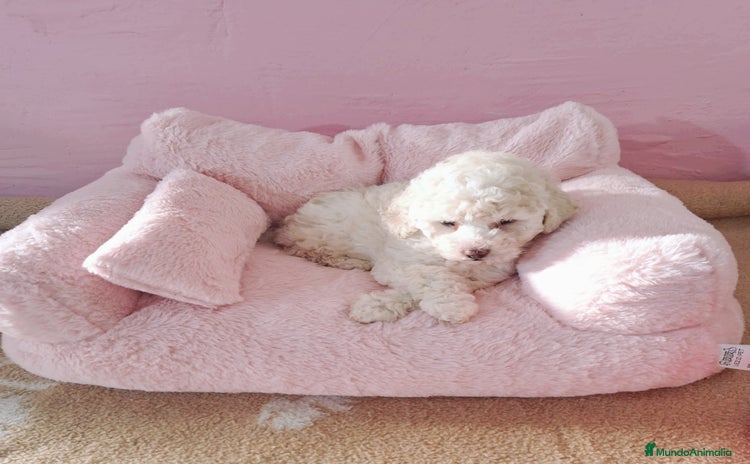 Maltipoo perros - Anuncio 1