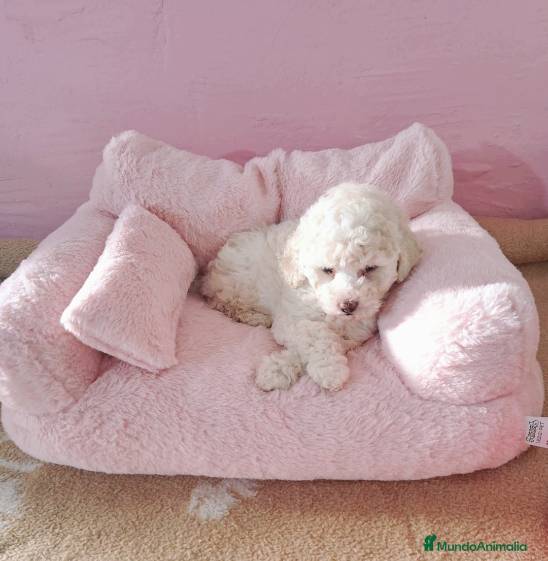 Maltipoo perros en venta: Excelentes Cachorros de Maltipoo,tamaño Enano. - Imagen 1