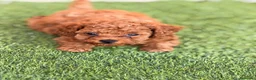 Caniche Toy perros en venta: Caniche toy - Anuncio 4