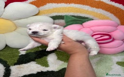 Pomerania perros en venta: Pomerania - Imagen 6
