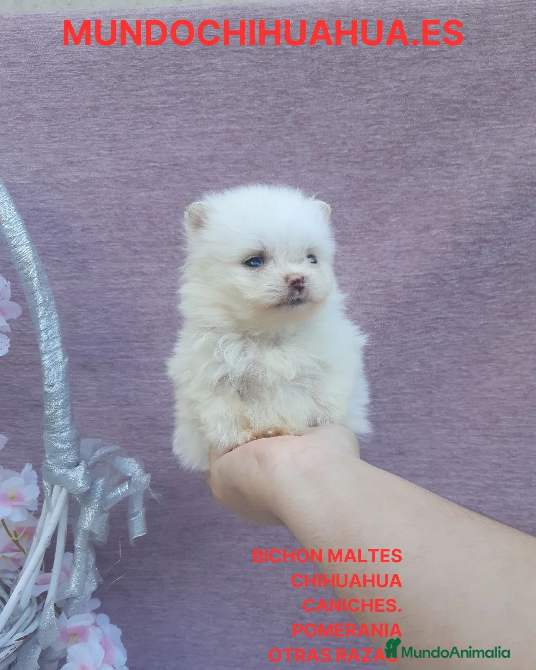 Pomerania perros en venta: IMPRECIOSNANTES CACHORRITOS DE POMERANIAS   - Anuncio 14