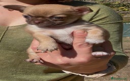 Chihuahua perros en venta: Precioso Chihuahua miniatura  - Imagen 3