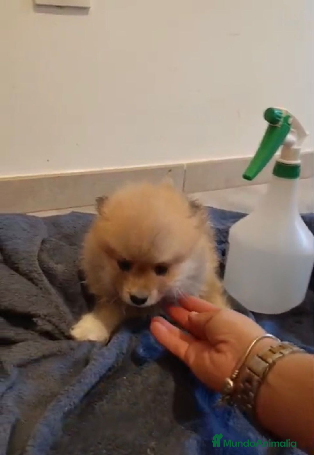 Pomerania perros en venta: Lulu pomerania toy - Imagen 14