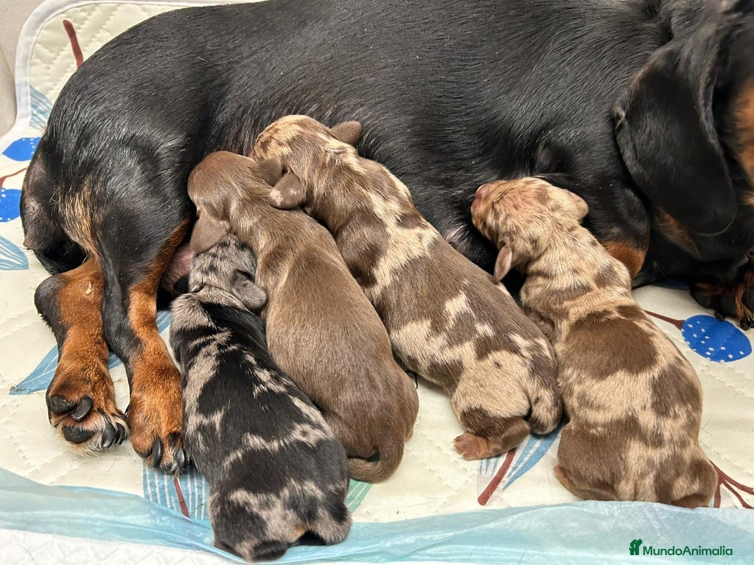 Teckel perros en venta: Teckel miniatura del Valle  - Anuncio 1