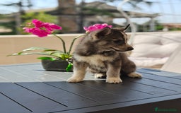 Husky Siberiano perros en venta: Husky siberiano ♀️♂️ - Imagen 1