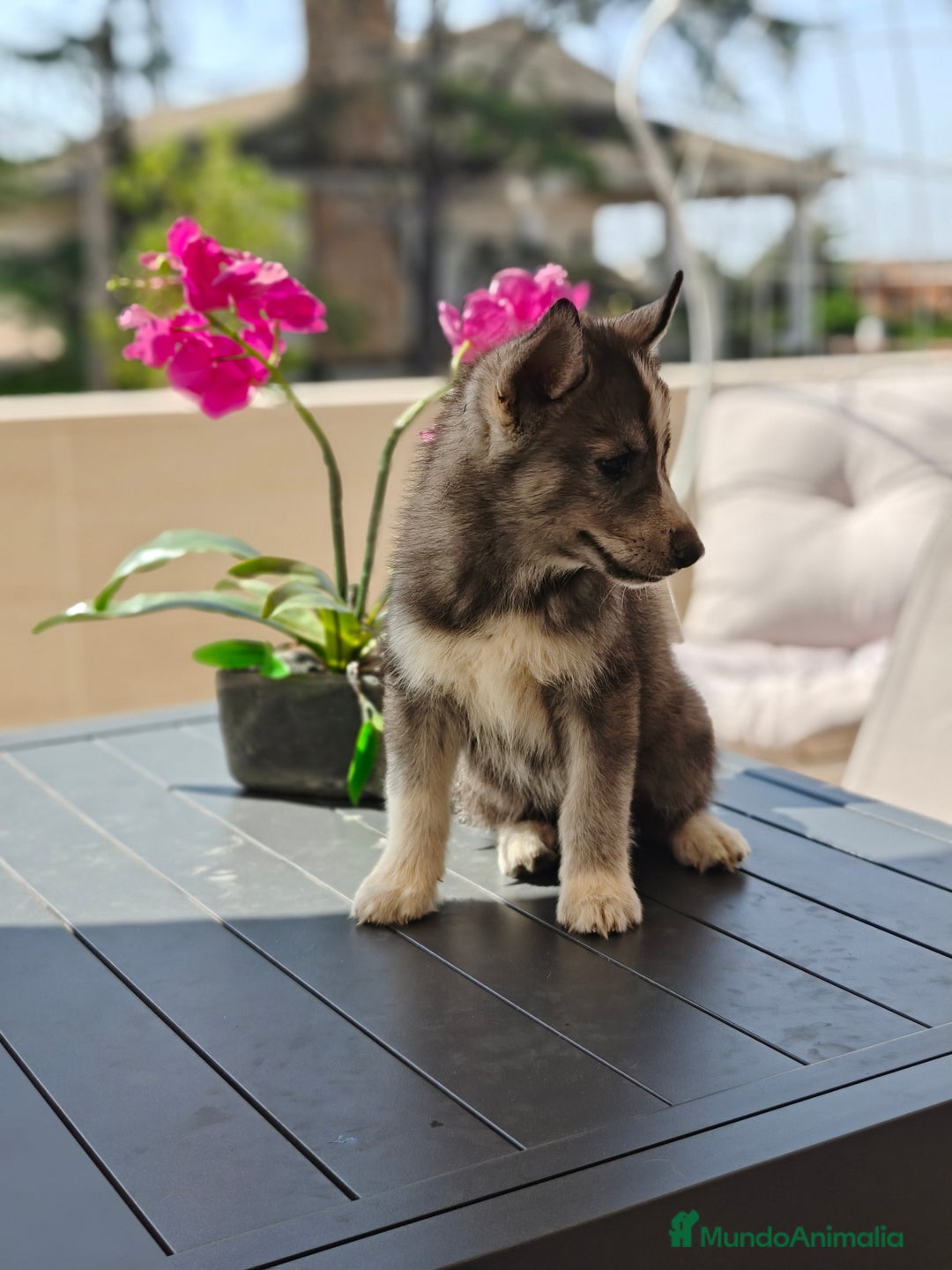 Husky Siberiano perros en venta: Husky siberiano ♀️♂️ - Imagen 1