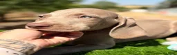 Weimaraner perros en venta: Braco de Weimar  - Anuncio 7