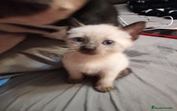 Siamés gatos en venta: Siamés  - Imagen 5