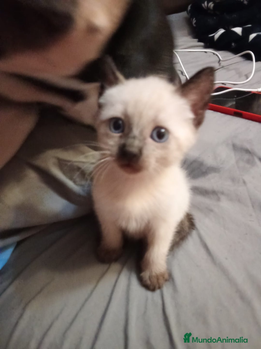 Siamés gatos en venta: Siamés  - Imagen 5