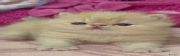 Himalayo gatos en venta: GATOS PERSAS VARIEDAD COLORES TRICOLOR  - Anuncio 3