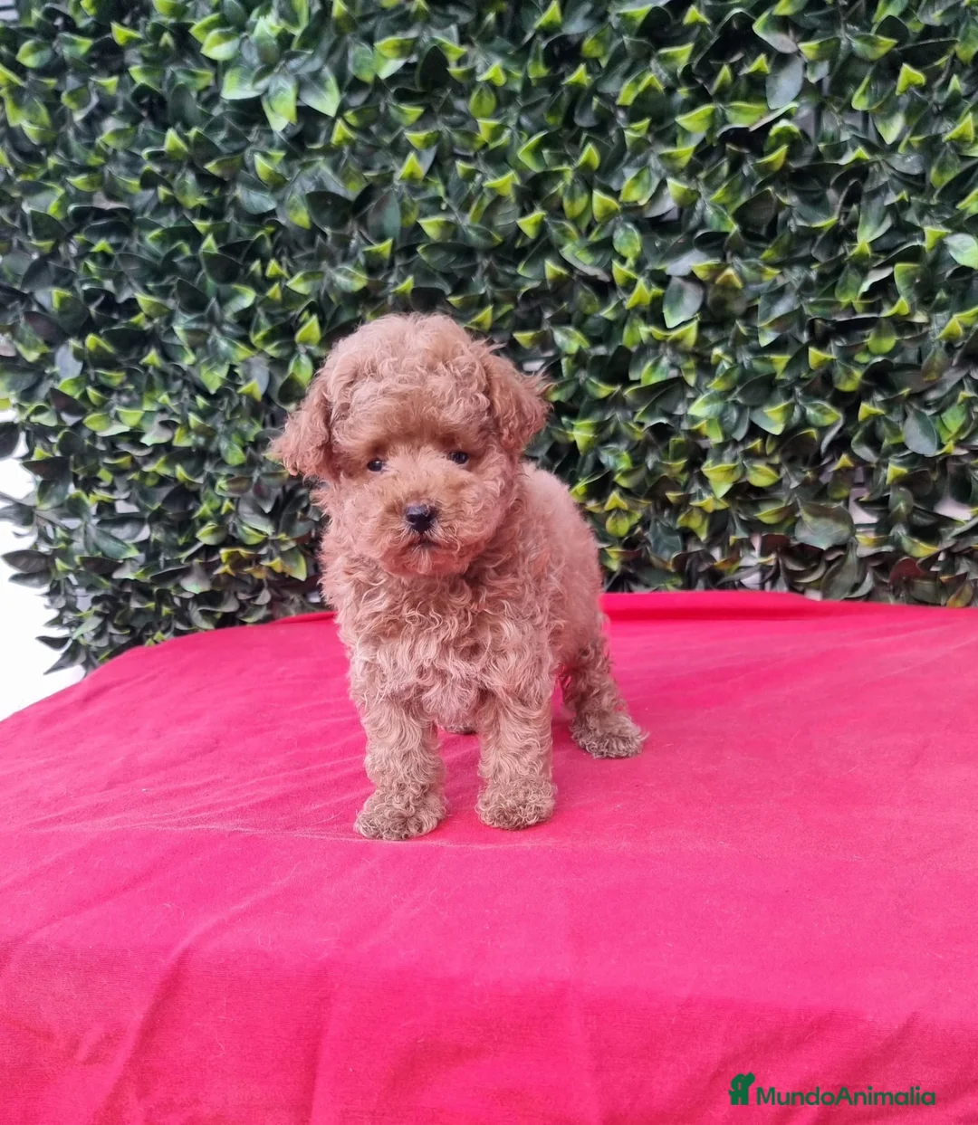 Caniche Toy perros en venta: Caniches toy y enano en Barcelona - Anuncio 3
