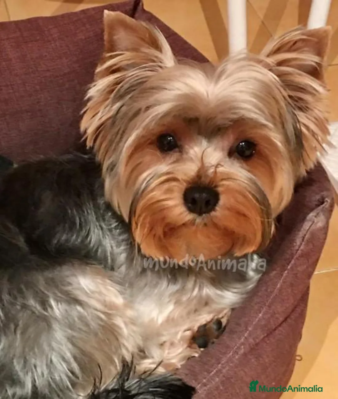 Imagen de galería {{count}}