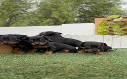 Pinscher Miniatura perros en venta: Pinscher - Imagen 19
