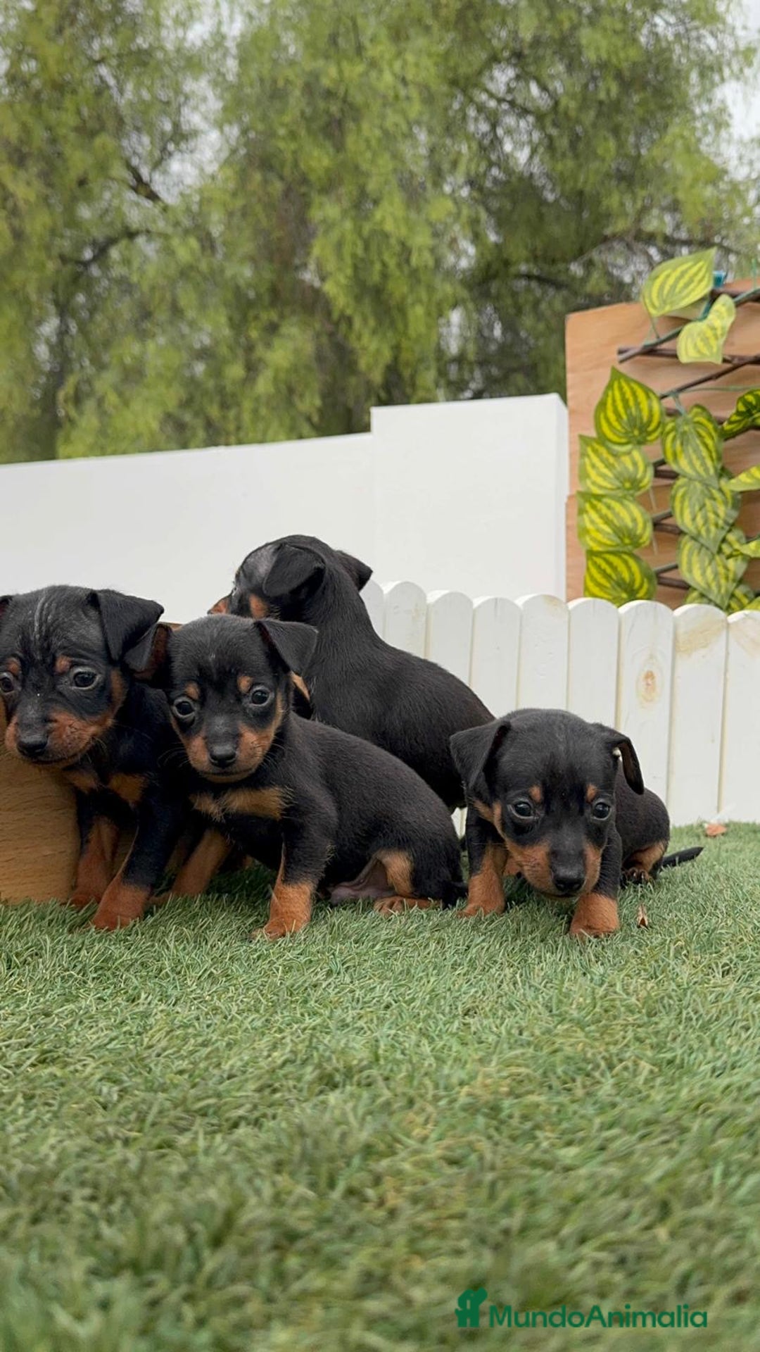 Pinscher Miniatura perros en venta: Pinscher - Imagen 19