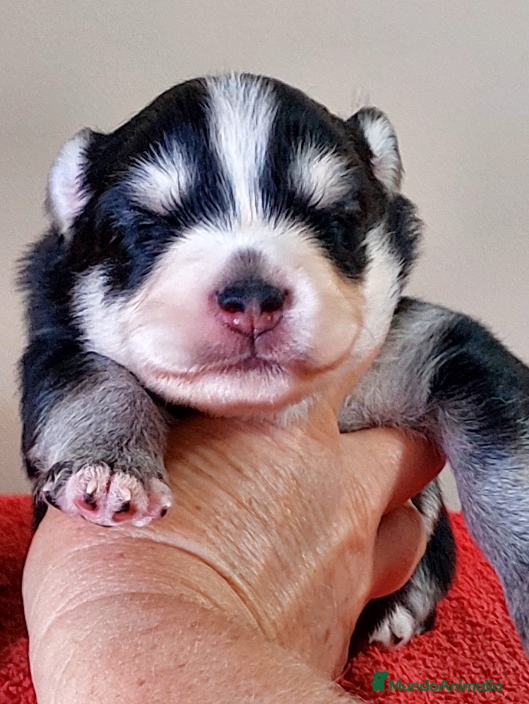 Pomsky perros en venta: Cachorros pomsky o mini husky - Imagen 8