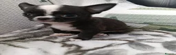 Chihuahua perros en venta: Chihuhuas toy  - Anuncio 7