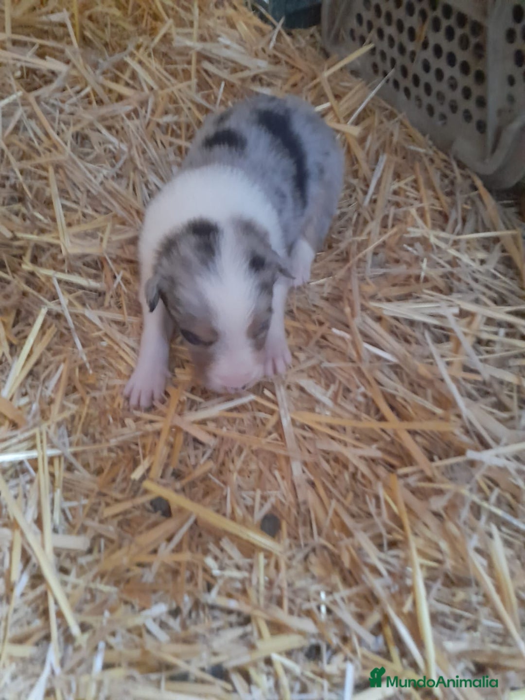 Border Collie perros en venta: Border collie - Anuncio 1