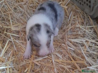 Border Collie perros Border collie - Anuncio 1