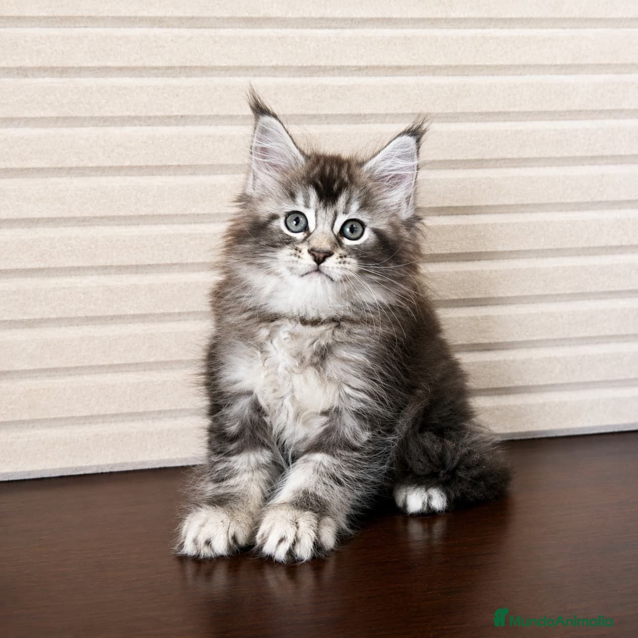 Maine Coon gatos Gatitas Maine Coon - Anuncio 2
